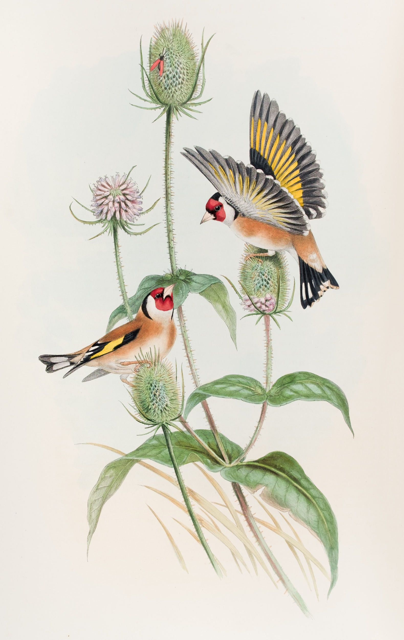 A plate from John Gould's Birds of Great Britain.