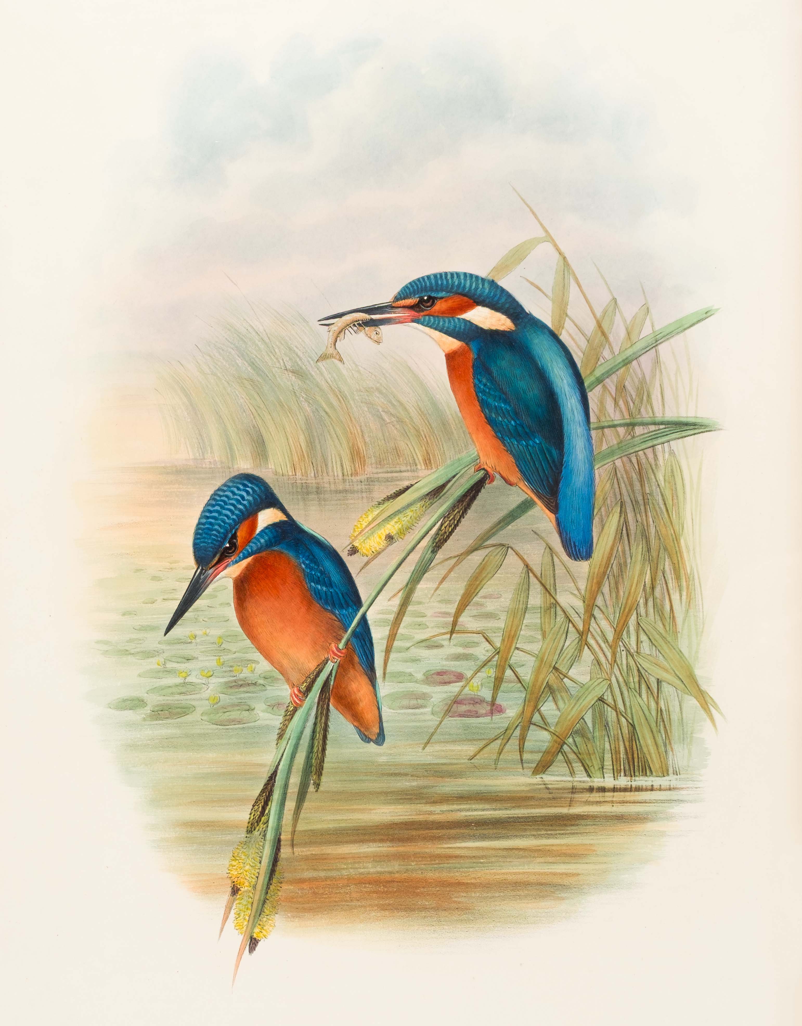 Printed Books, Maps & Documents, British Ornithological Books, Music Scores & Memorabilia
