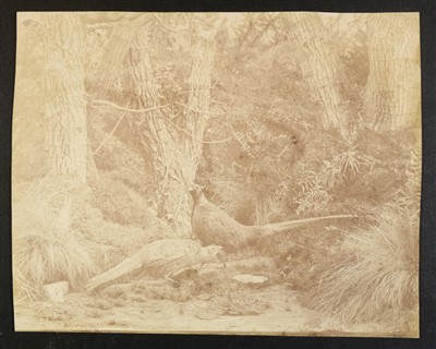 Lot 233 - Llewelyn, John Dillwyn, 1810-1882