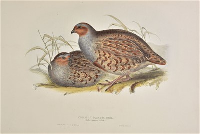 Lot 240 - Gould, J. & E.