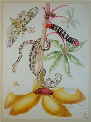 Lot 448 - Merian (Maria Sibylla).