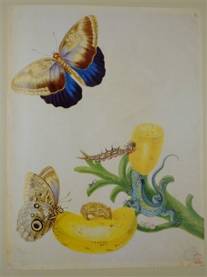 Lot 448 - Merian (Maria Sibylla).