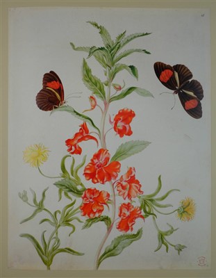 Lot 448 - Merian (Maria Sibylla).