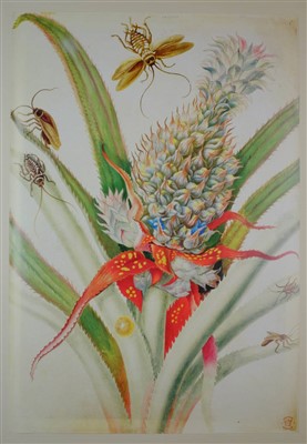 Lot 448 - Merian (Maria Sibylla).