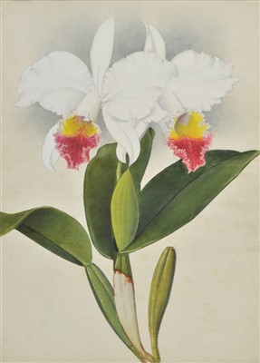 Lot 449 - Orchids.