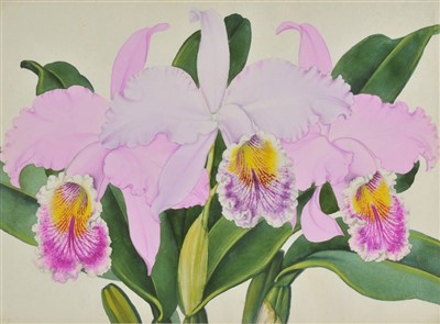 Lot 450 - Orchids.