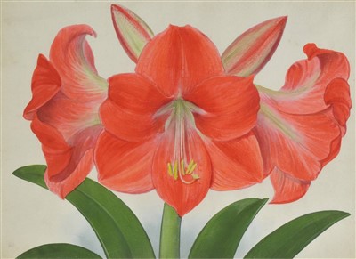 Lot 416 - Amaryllis.