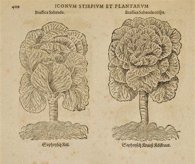 Lot 574 - Tabernaemontanus, Jacobus Theodorus