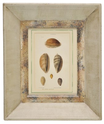 Lot 291 - Shells.