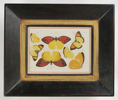 Lot 248 - Butterflies.