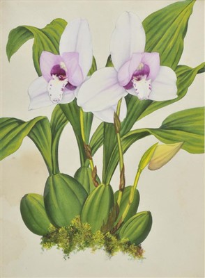 Lot 282 - Orchids.