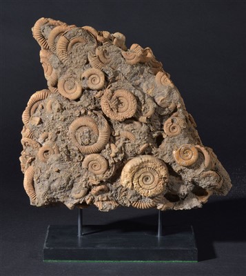 Lot 100 - Dactilioceras Ammonite group presented on stand