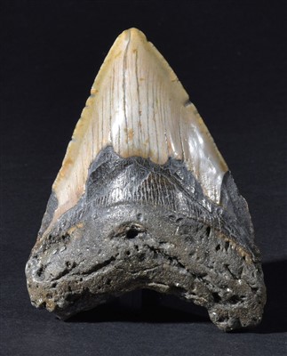 Lot 101 - A large Carcharodon megalodon tooth