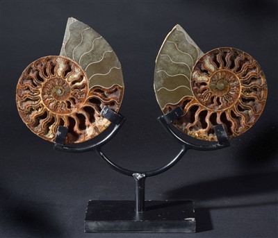 Lot 103 - A fine pair of Cleoniceras Ammonite pair on stand