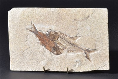 Lot 108 - Fossil fish plaque (Knightia & Diplomystus)