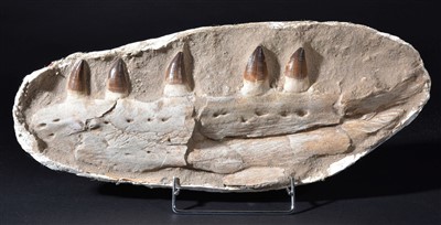 Lot 109 - Mosasaur Jaw