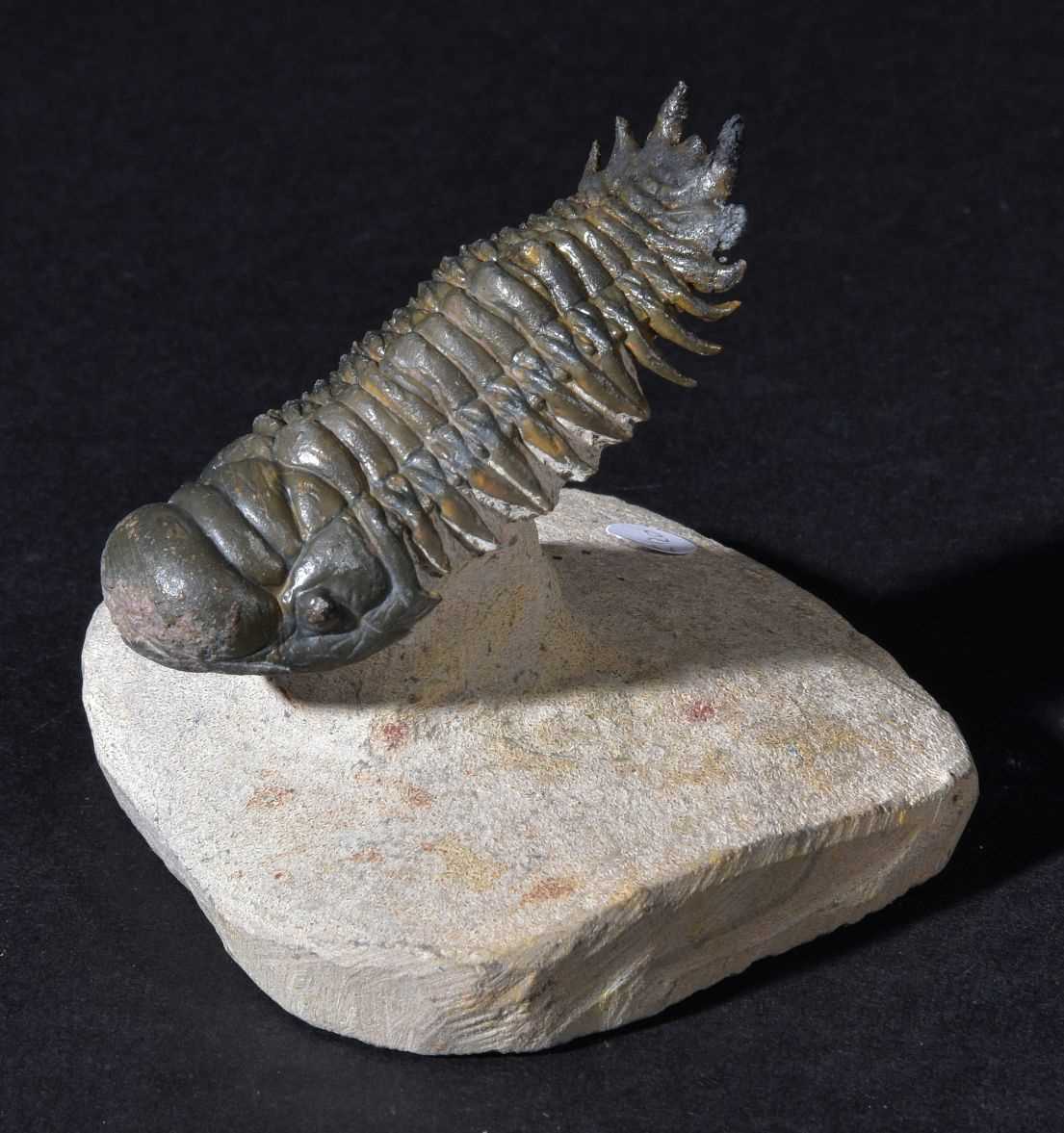 Lot 110 - A well-presented Trilobite