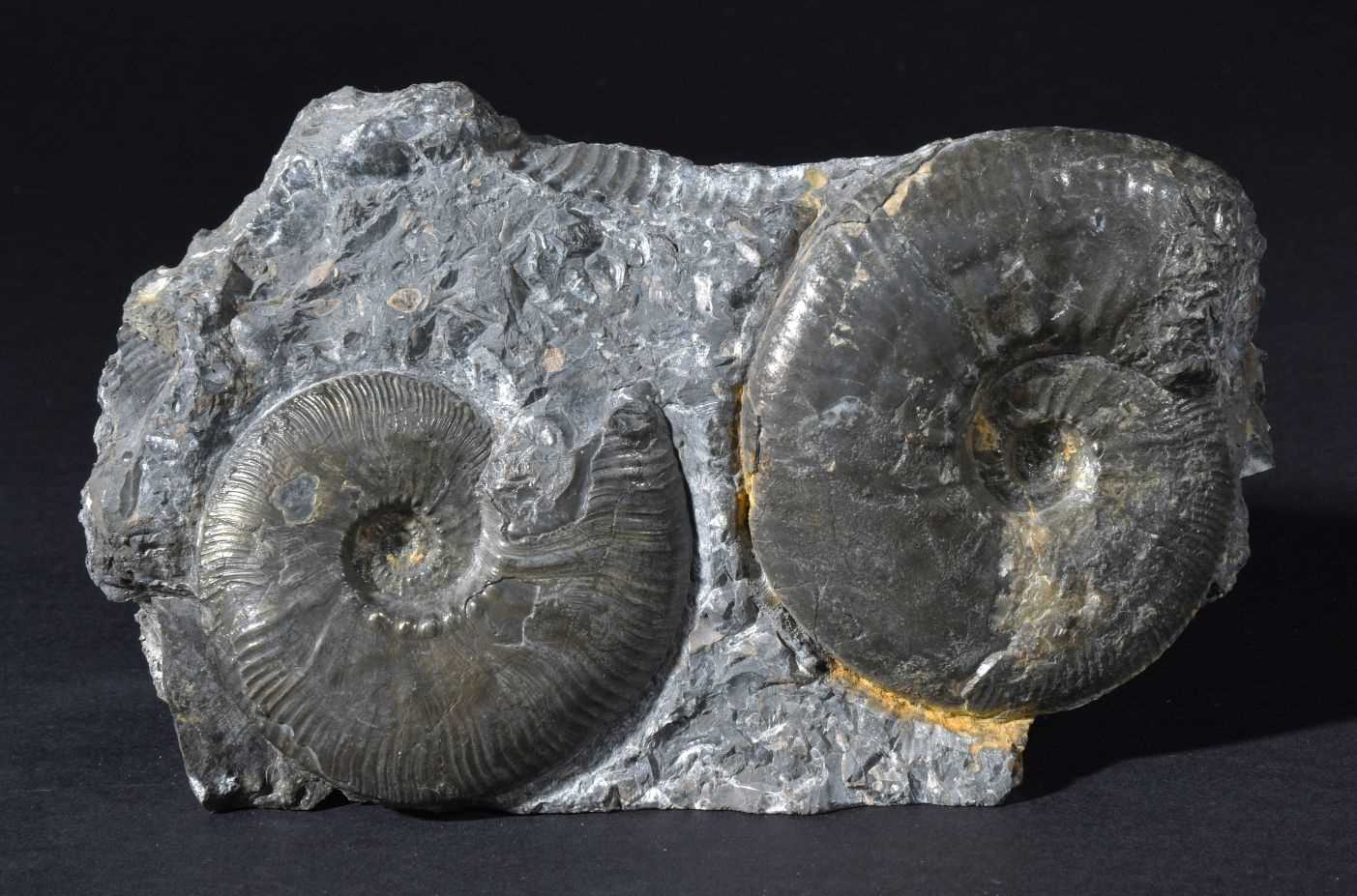 Lot 111 - Ammonite pair set in matrix.