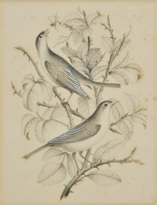 Lot 205 - Ornithology.