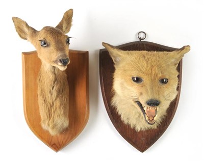 Lot 160 - Taxidermy.