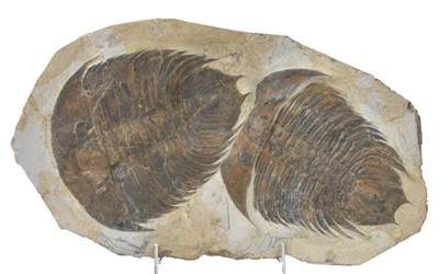 Lot 168 - Dikelocephalina Asiatica Trilobite association.