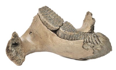 Lot 170 - Woolly Mammoth Lower Jaw.