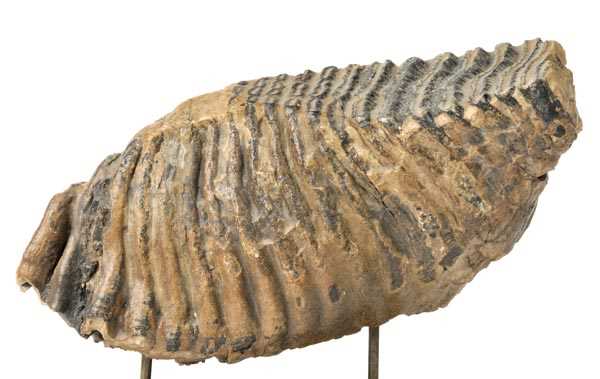 Lot 171 - Woolly Mammoth Tooth presented on ebony