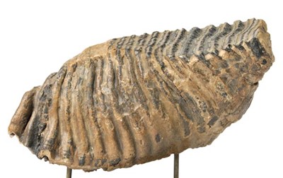 Lot 171 - Woolly Mammoth Tooth presented on ebony veneer base.