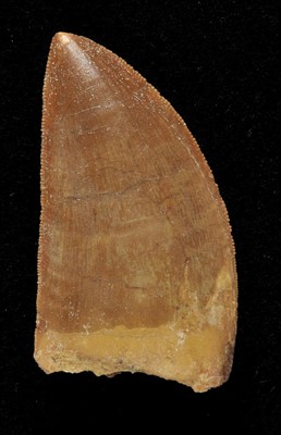 Lot 175 - Tyrannosaurus Tooth.