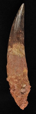 Lot 176 - Large Spinosaurus Tooth.