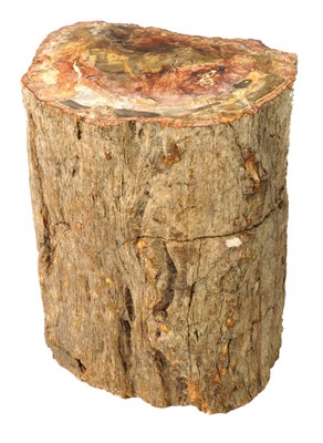 Lot 181 - Fossil Tree Trunk.