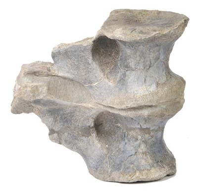 Lot 182 - Sauropod Vertebrae - Atlasaurus imelakei.