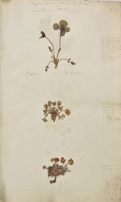 Lot 144 - Herbarium.