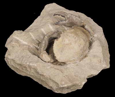 Lot 381 - Fossilised Crab. Harpactocacinus punctatus, Verona, Italy, Eocene period, 45 million years old