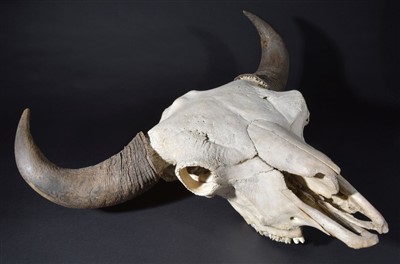 Lot 112 - North American Bison skull