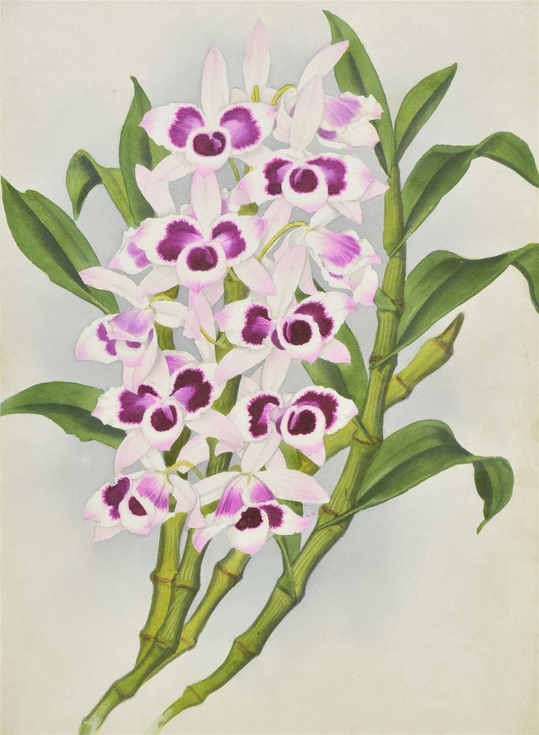 Lot 337 - Orchids.