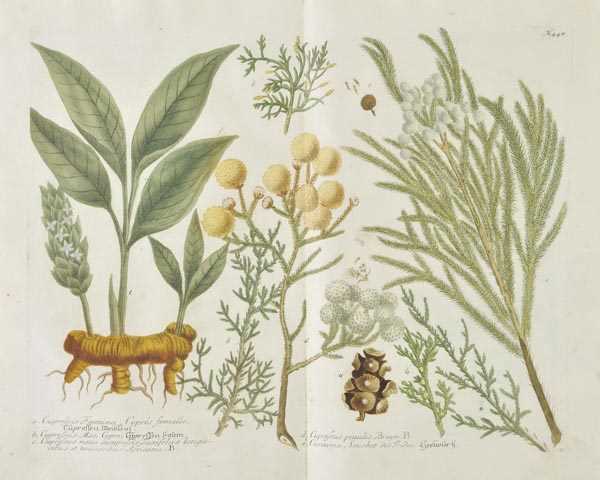 Lot 386 - Weinmann, Jean Guillaume