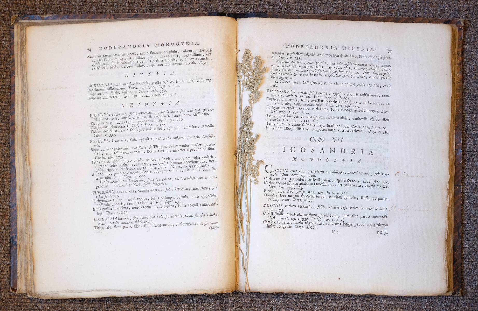 Lot 19 Gronovius, Jan Frederik