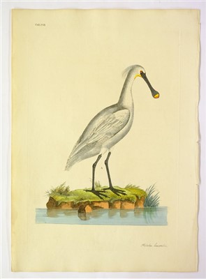 Lot 379 - Shaw, George & Miller John Frederick