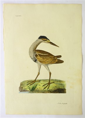 Lot 379 - Shaw, George & Miller John Frederick
