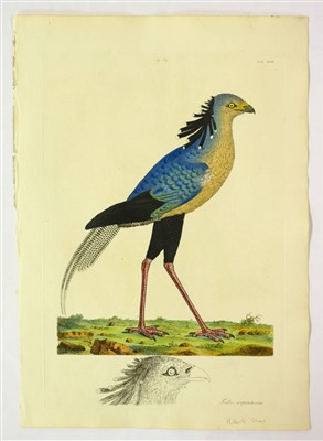 Lot 379 - Shaw, George & Miller John Frederick