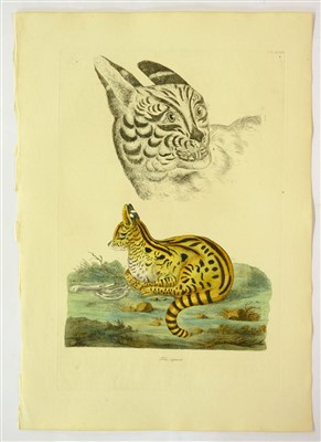 Lot 379 - Shaw, George & Miller John Frederick