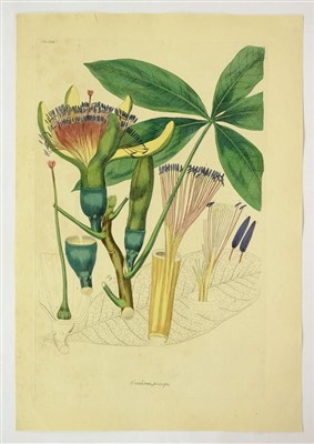 Lot 379 - Shaw, George & Miller John Frederick