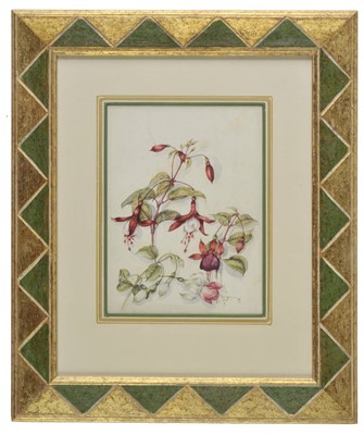 Lot 273 - Botanical watercolours.