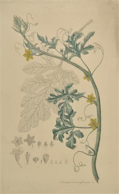 Lot 12 - Botanical illustrations.