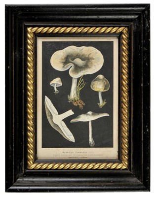 Lot 224 - Mushrooms.