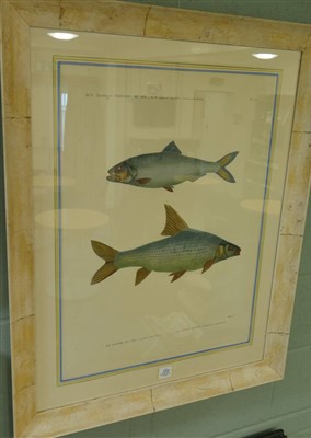 Lot 210 - Fish.