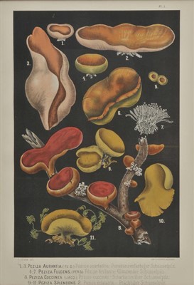 Lot 241 - Mushrooms.