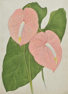 Lot 211 - Anthuriums.