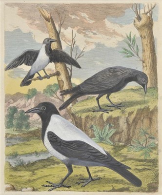 Lot 214 - Birds.